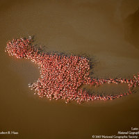 Flamingo formations