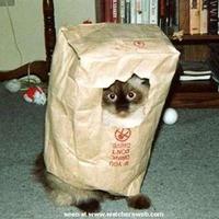 Thank God the cat is still in the bag