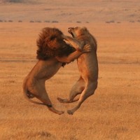 Lions Attack!