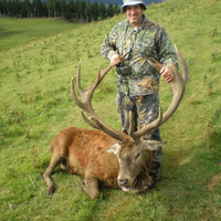 TJ's Red Stag - New Zealand