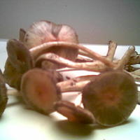 MAGIC mushrooms