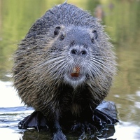 I hope hairy beavers are ok?
