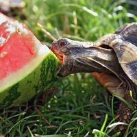 Tortoise has a Nibble at a Water Melon
