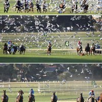 HORSE RACE..SEAGULL ATTACK