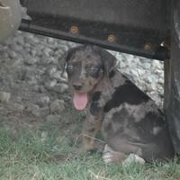new Catahoula puppy at the ranch