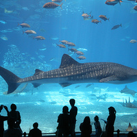 Whale Shark, Okinawa Churaumi Aquarium