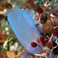 underwater gems