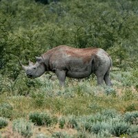 A rhinoceros stands in a grassy, bush-filled savanna by NIR HIMI