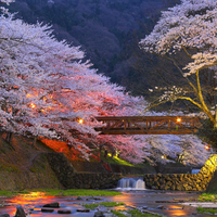 cherry trees in Japan