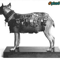  Stubby the Military Dog