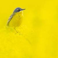 Yellow wagtail by Sebastian Ulici