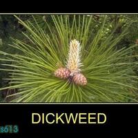 dick weed