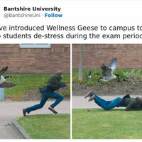 Wellness