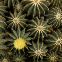 A cluster of barrel cacti with one yellow flower by Caroline Badran