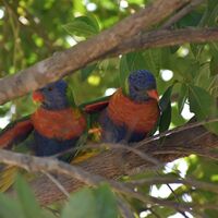 birds of a feather
