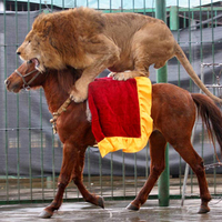There's something you don't see every day - a lion riding a horse