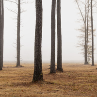 Trees in the Fog by Ed Sanford