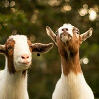 GOATS! Test goats are best goats