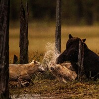 Bear punches a wolf trying to steal his food in Finland