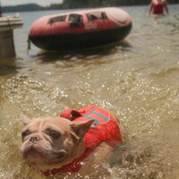 French bulldog swimming in mccall lake by Karsten Winegeart