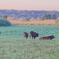 lazy cows