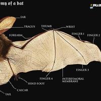 Evolution - Bat wing - an arm with a thumb and 4 fingers