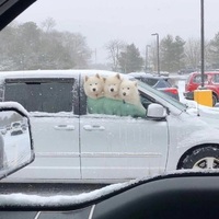 Pardon me sir, do you know the way to the pet store?