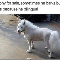 Buy me a pony