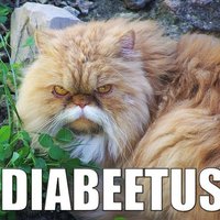 Wilford Brimley reincarnated as a cat?