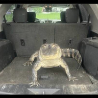 quasi car alarm