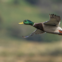 Mallard duck (Anas platyrhynchos) by Mariano San José González
