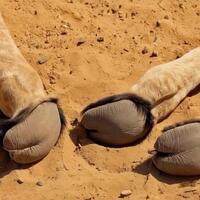 Sexy camel toe