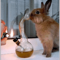 bunny bong