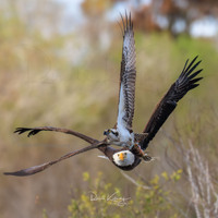 The chase - bald eagle after an osprey