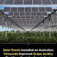 Agrivoltaics Experiments in Vineyard at the University of Melbourne
