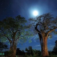 Baobab Trees in Tanzania