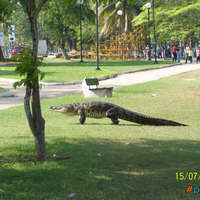 Park Wildlife