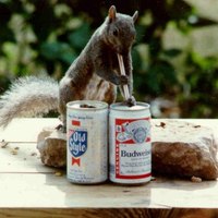 Drunken Squirrel