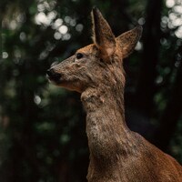 A deer stands in a dark forest with bokeh lights by Jordan Cormack