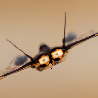 F-22 by marius van dyk