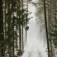 Snowy forest path disappearing into fog by Anita Austvika