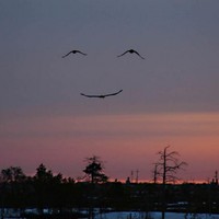 bird smile