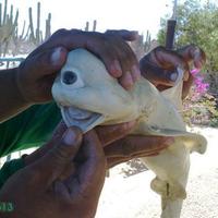 One-Eyed Albino Shark, Isla Cerralvo, La Paz, Mexico