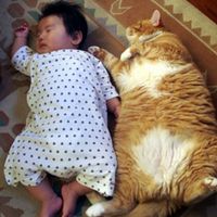 chinese baby & fat cat