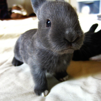 Bunny rabbit! So cute!