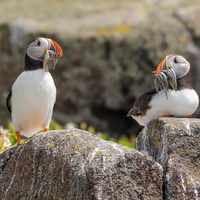 The Atlantic puffin (Fratercula arctica) by Mariano San JosÃ© GonzÃ¡lez