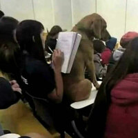 Support animal