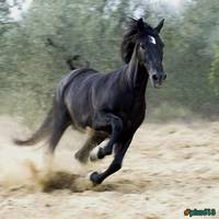 Horse_