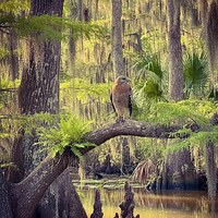 Red shouldered hawk by Florida Trailblazer