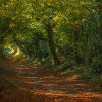 Wallpaper - UK - Sunken Path